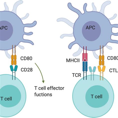 CD47 blockade using specific antibodies increases macrophage ...