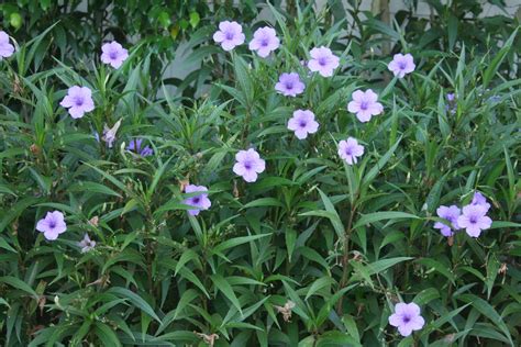 Native Florida Wildflowers: Wild Petunia - Ruellia caroliniensis