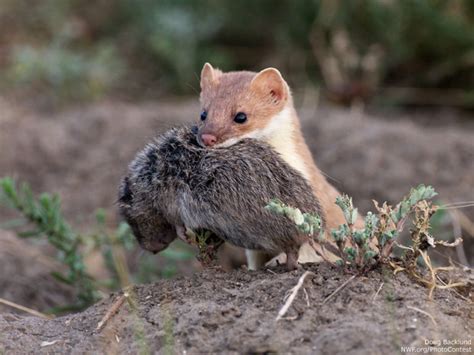 Long Tailed Weasel Facts | Anatomy, Diet, Habitat, Behavior - Animals Time