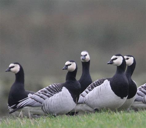 Pennine Skywatch: Barnacle Geese.... a few more snaps!... and "catchup"