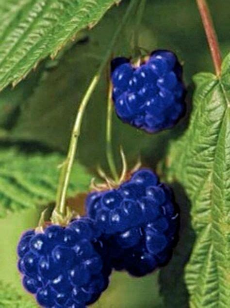 Is There A Blue Raspberry – Raspberry