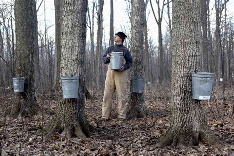 Maple Syrup Festivals in Canada