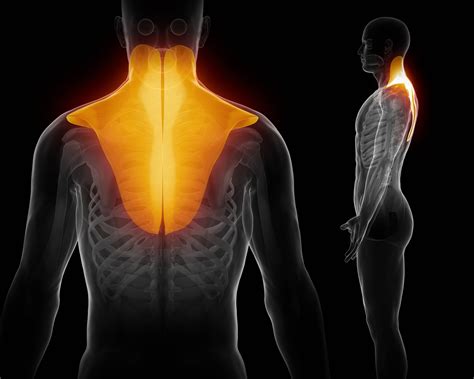 Fascial Hydrodissection for Medial Scapular Pain: A Case Series