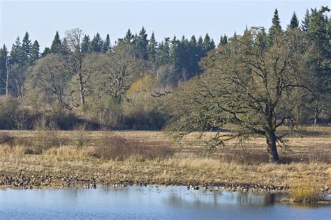 Exploring the Tualatin River National Wildlife Refuge Trails | Vine Vera Stores