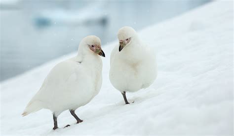 Antarctica Photography Tour by Darter Photography