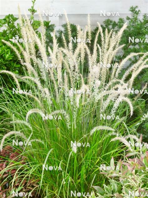 Pennisetum Fairy Tails