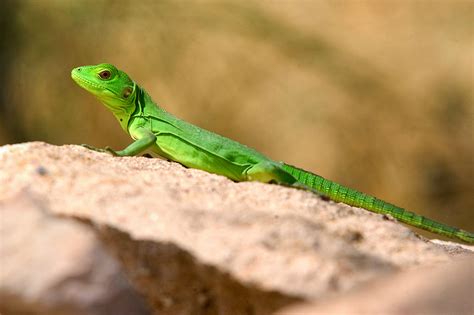 Viva Natura | Mexican spinytail iguana (Ctenosaura pectinata)