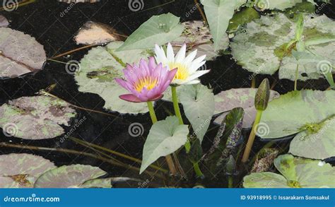 Nymphaeaceae ou Lotus image stock. Image du rose, généralement - 93918995