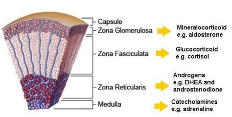 Adrenal Gland Layers And Hormones