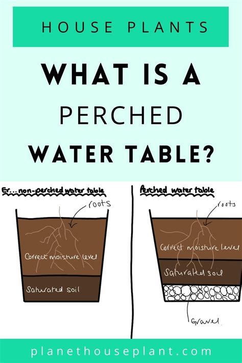 What is perched water table (re. house plants)?