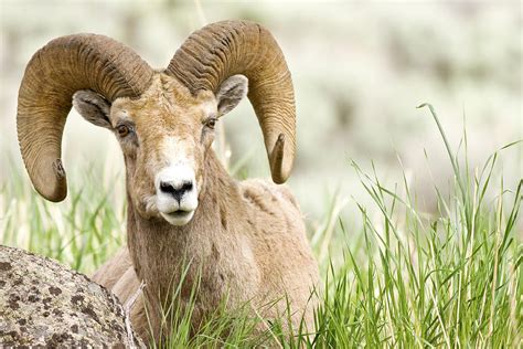 Portrait Of A Ram Photograph by Bryant Aardema - Fine Art America