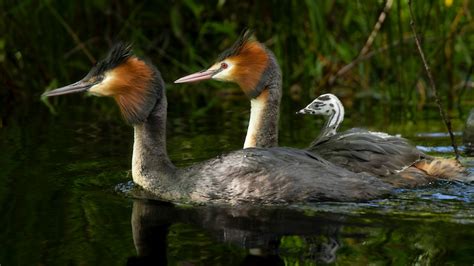 New Zealand's Bird of the Century competition attracts record votes after campaign by US talk ...