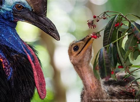 Interesting facts about cassowaries | Just Fun Facts