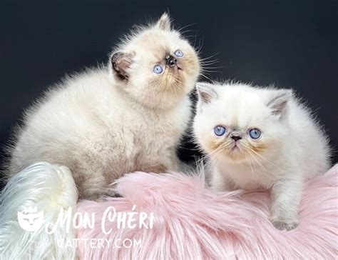 Exotic Shorthair Kittens FAQs | Mon Chéri Cattery