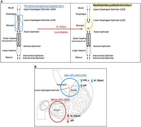 A) Illustration of the “ion-trapping concept”: [intra-gastric pH (PPI... | Download Scientific ...