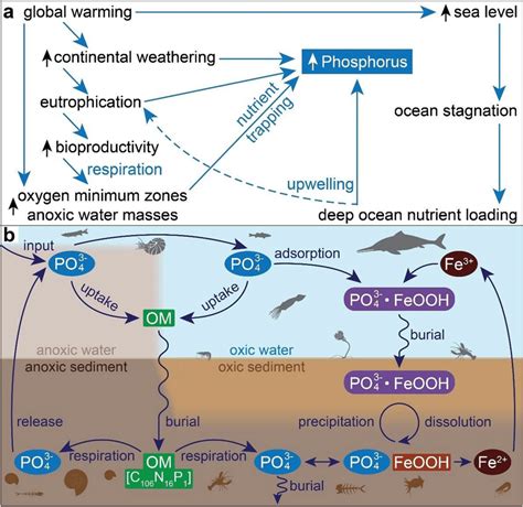 Proposed model of linkages between OAE-driven environmental changes and... | Download Scientific ...