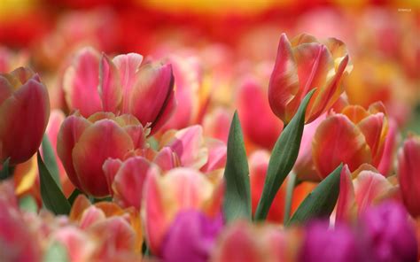 Pink and orange tulips wallpaper - Flower wallpapers - #32970