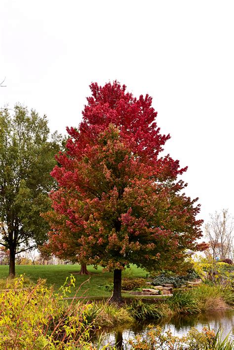 Red Sunset Red Maple (Acer rubrum 'Red Sunset') in Boston Hopkinton Chelmsford Massachusetts MA ...