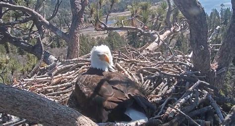 ‘Pip-watch’ begins for Big Bear Lake bald eagle fans – San Bernardino Sun