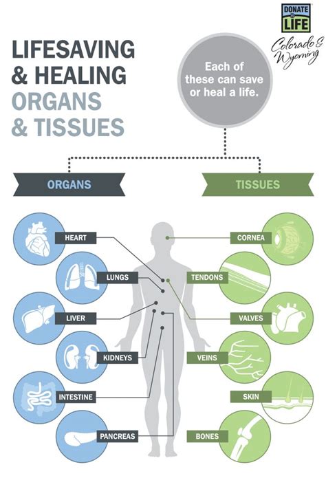 Donor Alliance Tissue Donation Process - Donor Alliance