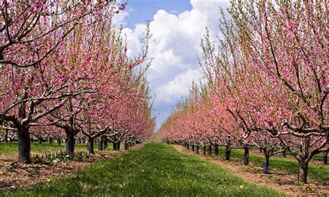 Nectarine tree: candy, clean summer season fruit | Dial a Service Canada