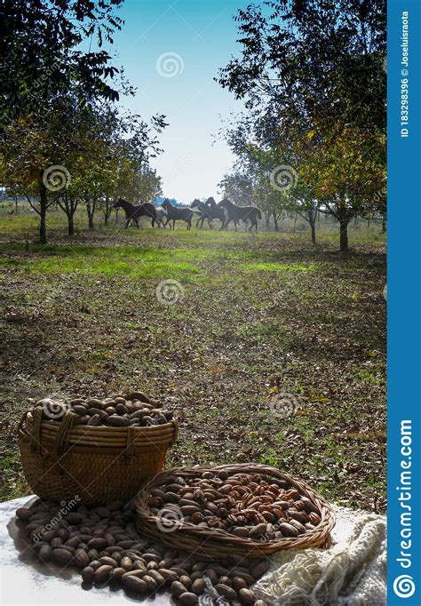 Nut Producers, Pecan Variety, First Harvest of the Year. Walnut Trees Stock Photo - Image of ...