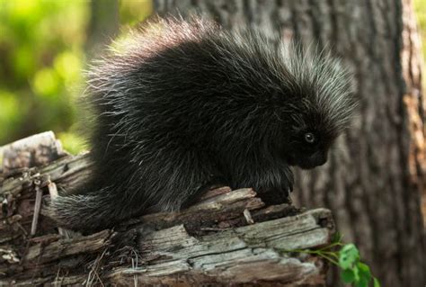 New World porcupine - Alchetron, The Free Social Encyclopedia