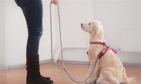 Dog Leash Training | John Academy