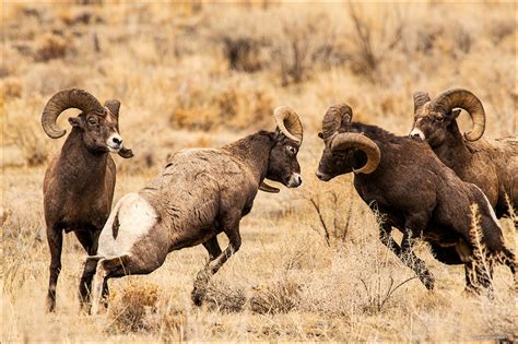 Fighting Bighorn Rams | Shoshone National Forest, Wyoming | Dave Showalter Nature Photography