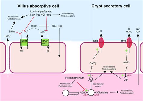 A summary of the effects on duodenal fluid absorption and luminal... | Download Scientific Diagram