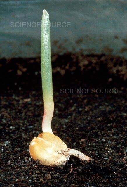 Photograph | Germinating Corn | Science Source Images