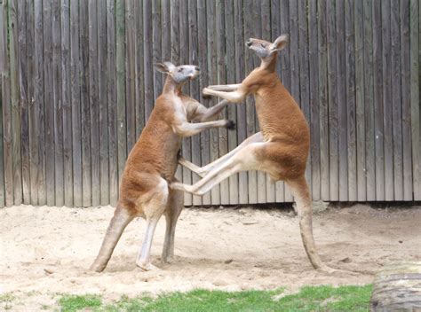 揍袋鼠一拳！澳洲動物管理員救愛犬行為挨轟 -- 上報 / 國際