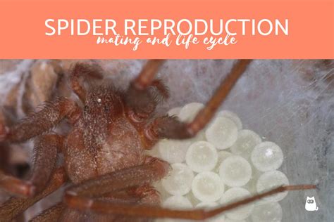 How Do Spiders Reproduce? - Spider Courting and Mating