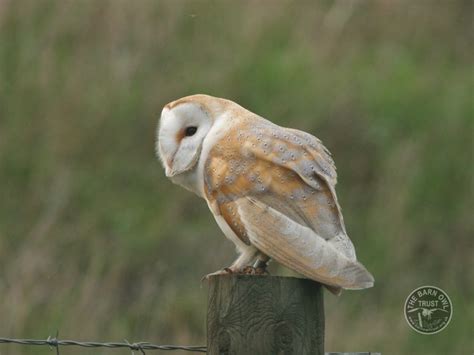 Barn Owls in their habitat (Nick Sampford) - The Barn Owl Trust