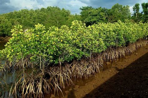 a row of trees that have been planted in the dirt near water and some grass