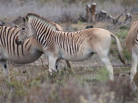 Don't Get Bit — The quagga (Equus quagga quagga) is an extinct...