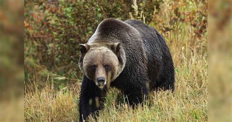 Biologists Set to Begin Grizzly Bear Captures in Yellowstone National ...