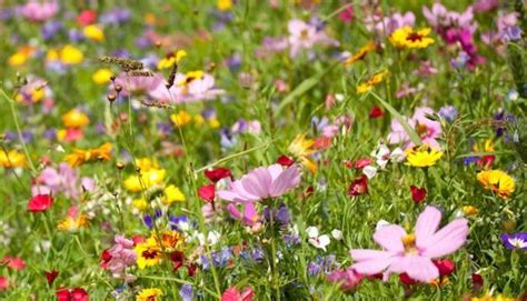 Springtime In The Great Smoky Mountain National Park