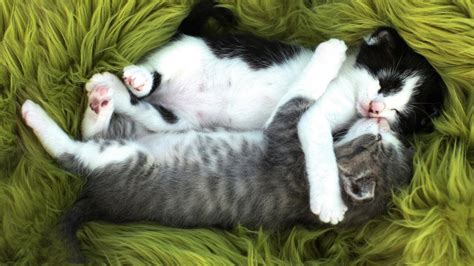 Download Baby Animal Love Hug Cute Kitten Animal Cat Cute Cat HD Wallpaper