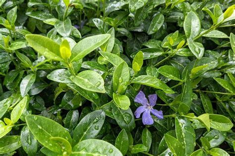 The Easiest Natural Way to Get Rid of Vinca (AKA Periwinkle)