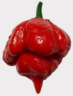 Worlds Six Hottest Peppers - New Mexico Chili