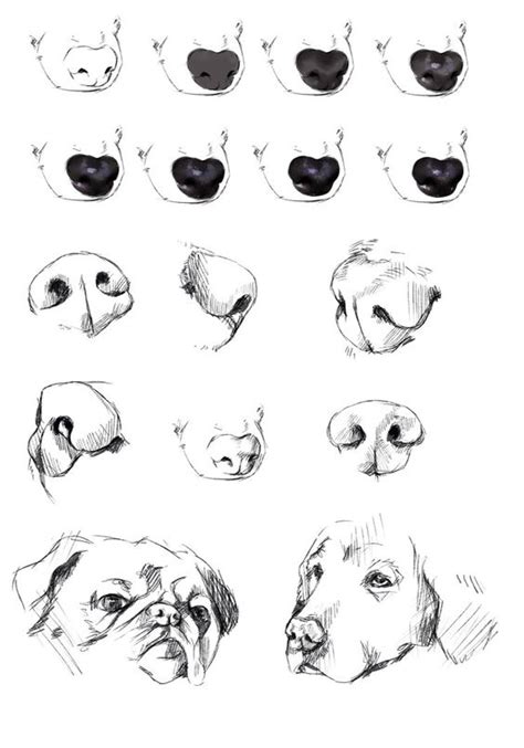 Free Dog Snout Cliparts, Download Free Dog Snout Cliparts png images, Free ClipArts on Clipart ...