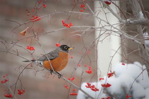 Calico's Nest: American Robin in Winter