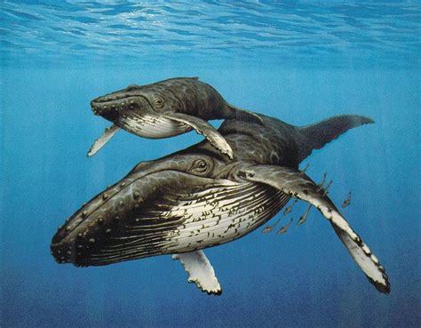 Humpback Whale | Animal Wildlife