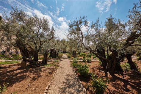 Gethsemane Garden of Olive Trees Editorial Stock Photo - Image of land, christianity: 92327553