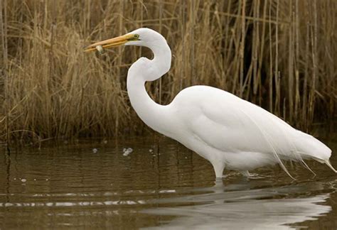 Free picture: great egret, bird, catching, fish, casmerodius albus