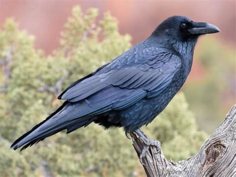 Common Raven Overview, All About Birds, Cornell Lab of Ornithology