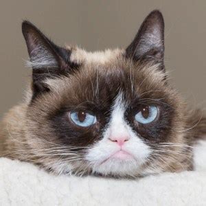 29-grumpy-cat-w765-h765 – CUTETROPOLIS