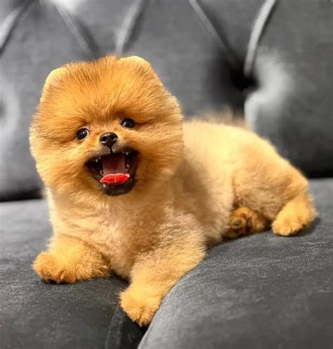 Pomeranian Boo Nedir, Özellikleri Neler? - Turkey Puppies