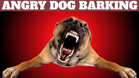 Angry Dog Barking Loud | Dog Barking Sounds - YouTube